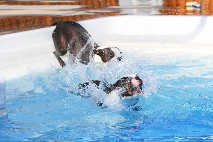 Boston Terriers Swimming