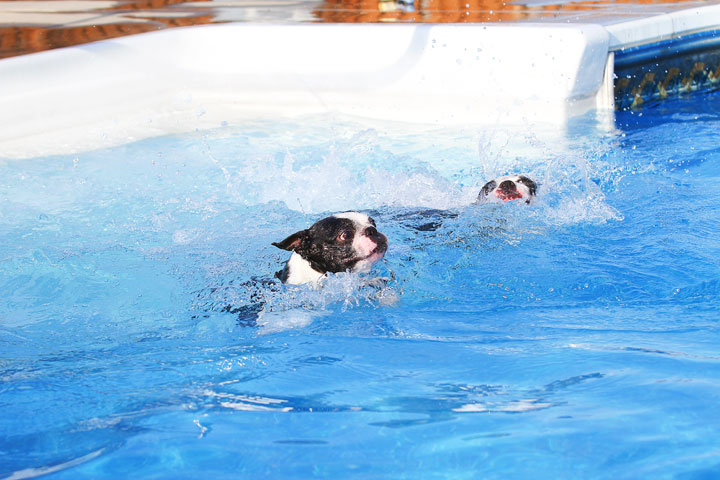 Boston Terriers Swimming