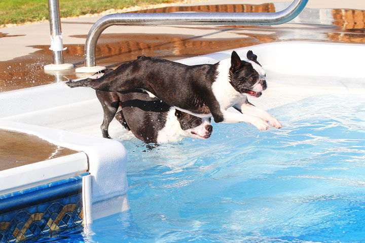 Boston Terriers Swimming