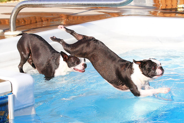 Boston Terriers Swimming