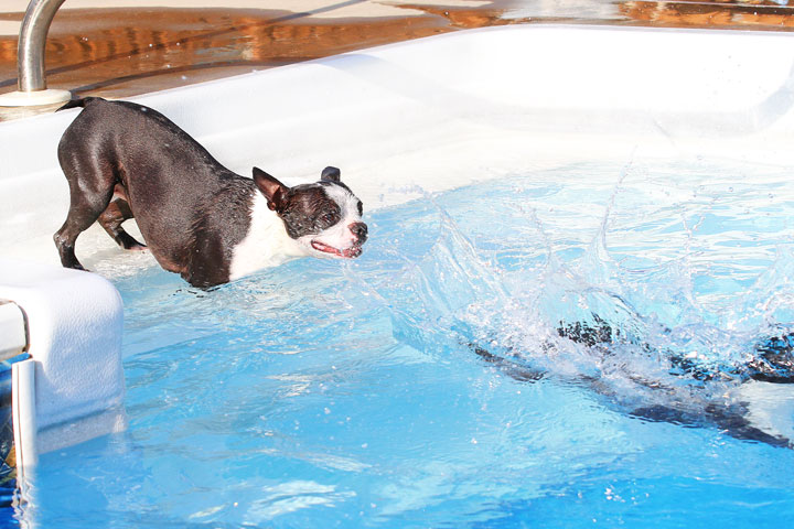 Boston Terriers Swimming