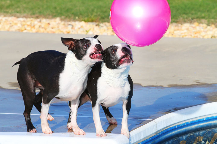 Boston Terriers Swimming