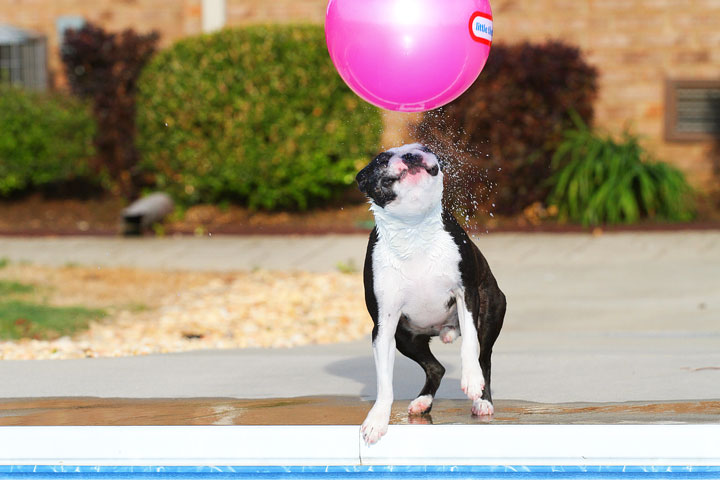 Boston Terriers Swimming