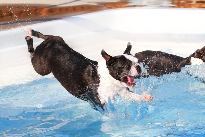 Boston Terriers Swimming