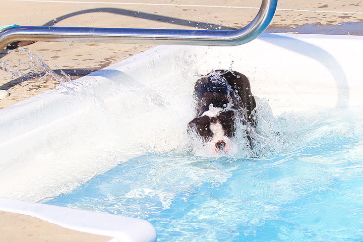 Boston Terriers Swimming