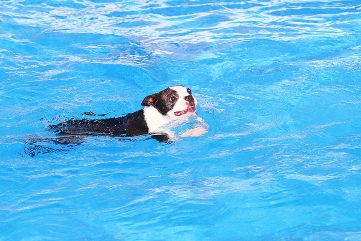 Boston Terriers Swimming