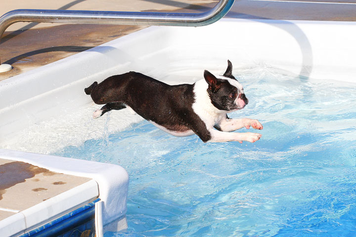 Boston Terriers Swimming