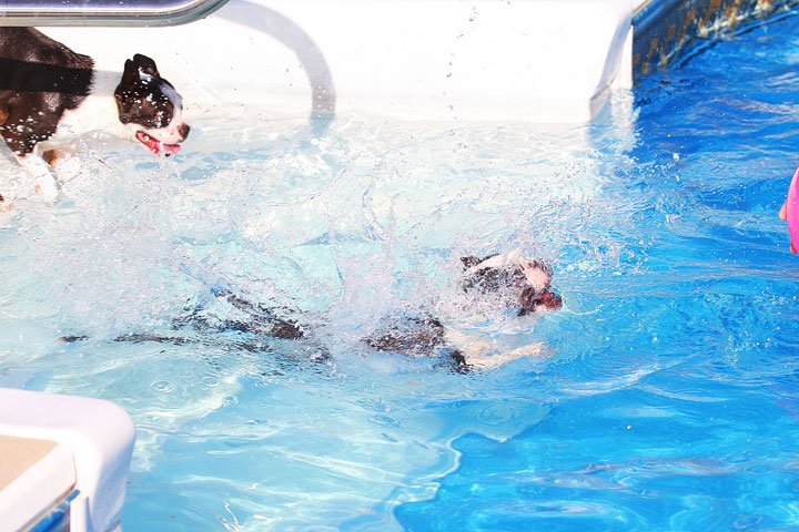 Boston Terriers Swimming