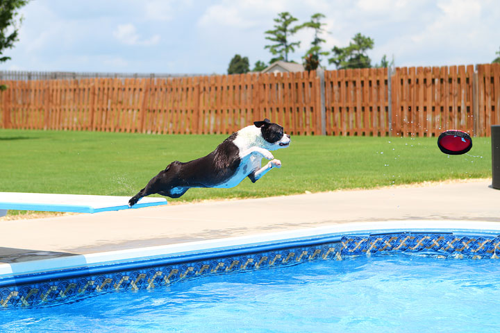 Boston Terrier Catching Frisbee off the Diving Board -- Photo 1