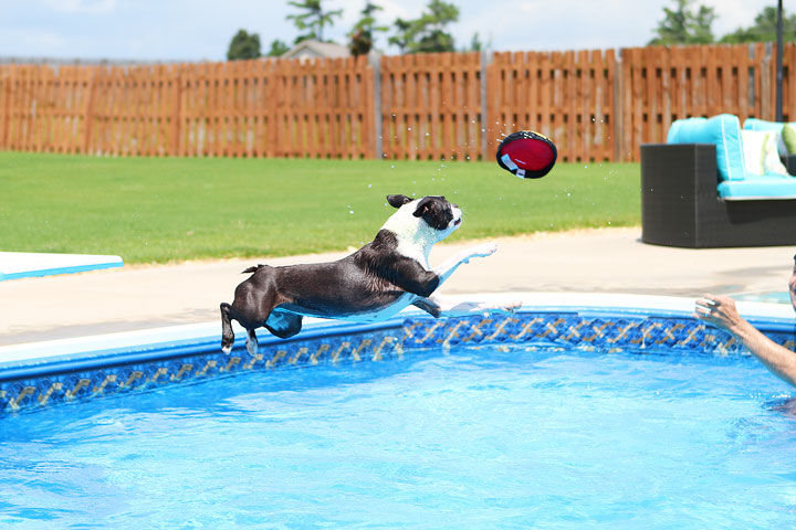 Boston Terrier Catching Frisbee off the Diving Board -- Photo 2