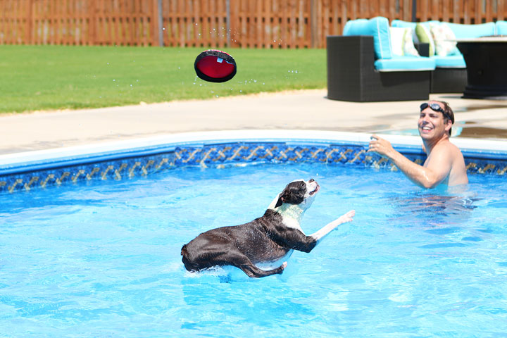 Boston Terrier Catching Frisbee off the Diving Board -- Photo 3