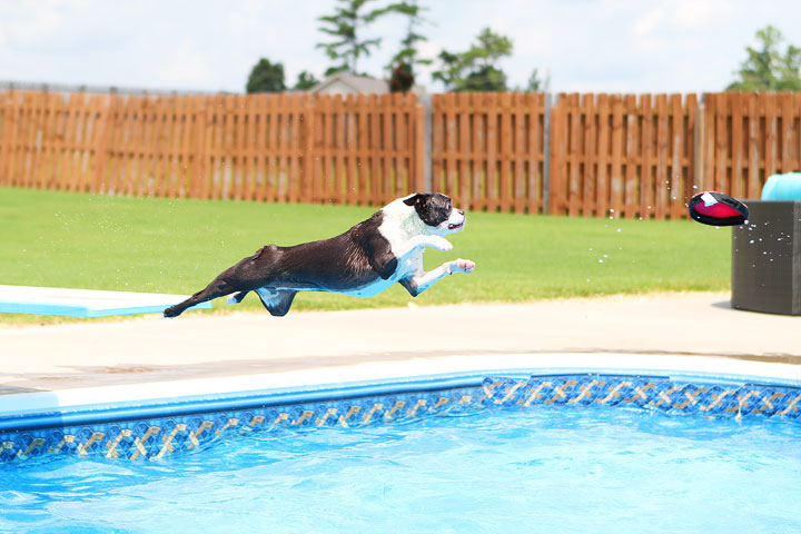 Boston Terrier Catching Frisbee off the Diving Board -- Photo 5