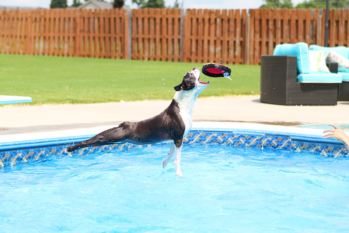 Boston Terrier Catching Frisbee off the Diving Board -- Photo 6