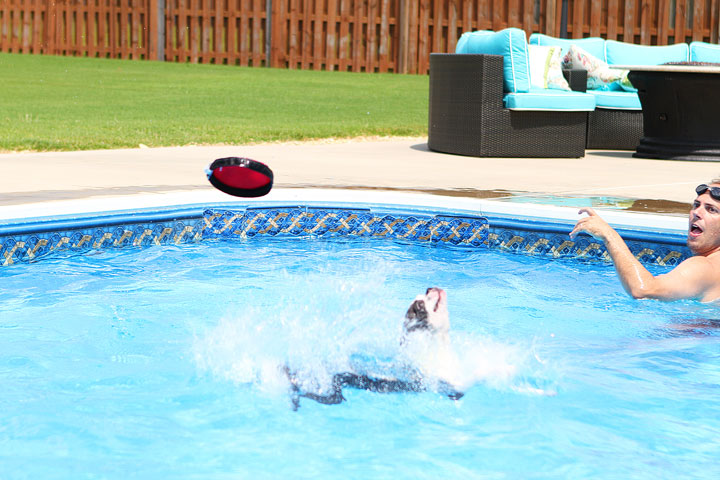 Boston Terrier Catching Frisbee off the Diving Board -- Photo 7