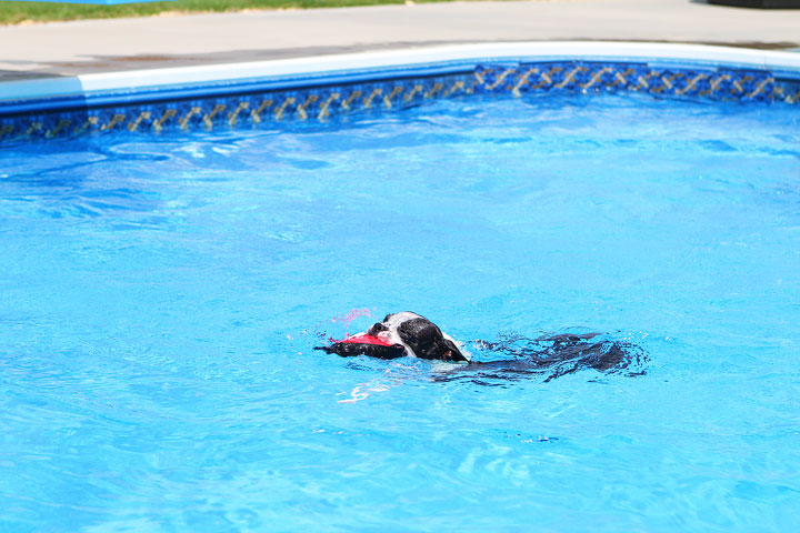 Boston Terrier Catching Frisbee off the Diving Board -- Photo 8