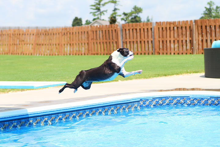 Boston Terrier Catching Frisbee off the Diving Board -- Photo 9