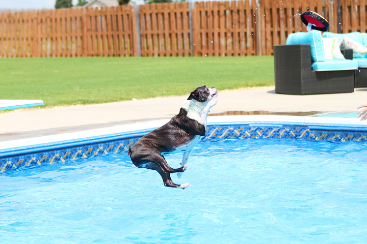 Boston Terrier Catching Frisbee off the Diving Board -- Photo 10