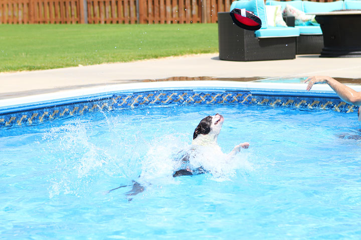 Boston Terrier Catching Frisbee off the Diving Board -- Photo 11