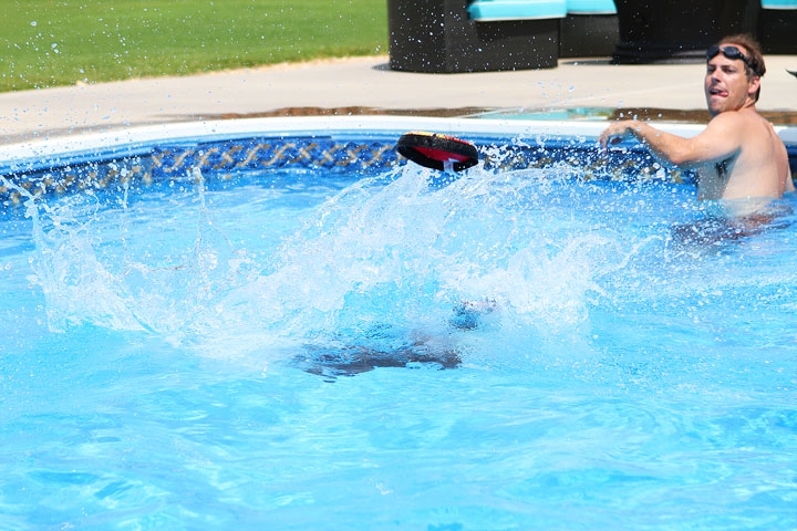 Boston Terrier Catching Frisbee off the Diving Board -- Photo 12