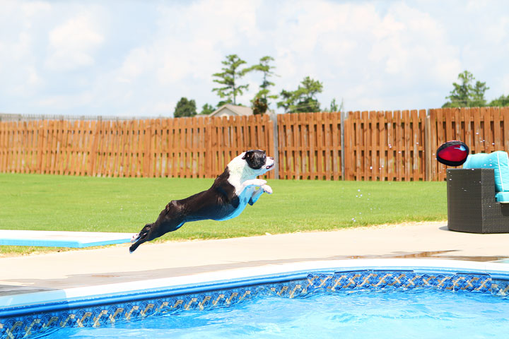 Boston Terrier Catching Frisbee off the Diving Board -- Photo 13