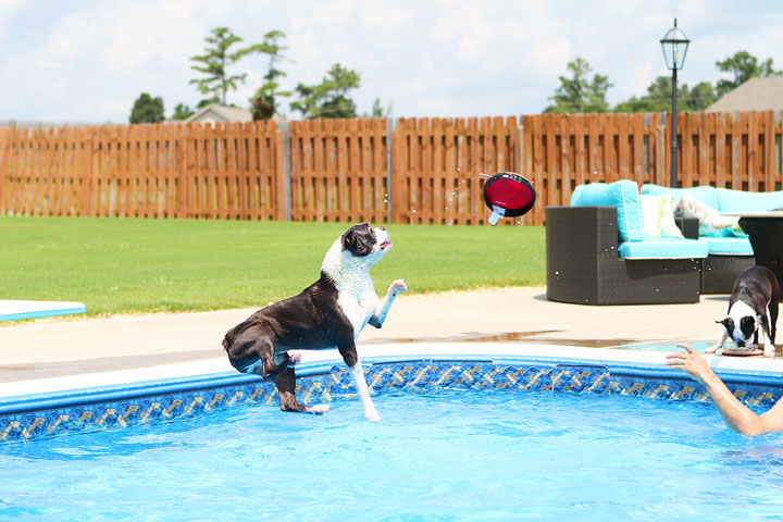 Boston Terrier Catching Frisbee off the Diving Board -- Photo 14