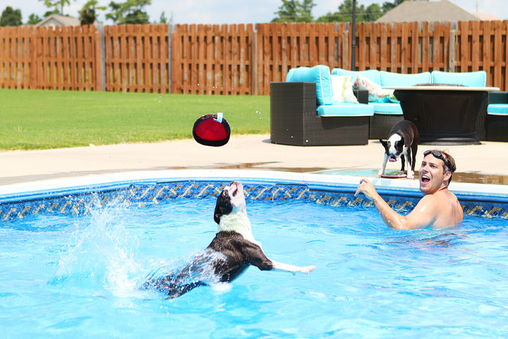 Boston Terrier Catching Frisbee off the Diving Board -- Photo 15