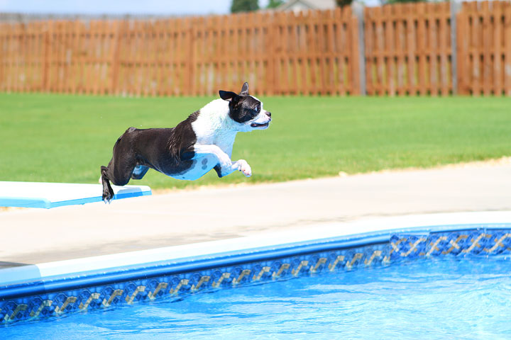 Boston Terrier Catching Frisbee off the Diving Board -- Photo 17