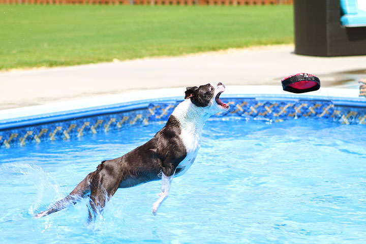 Boston Terrier Catching Frisbee off the Diving Board -- Photo 18