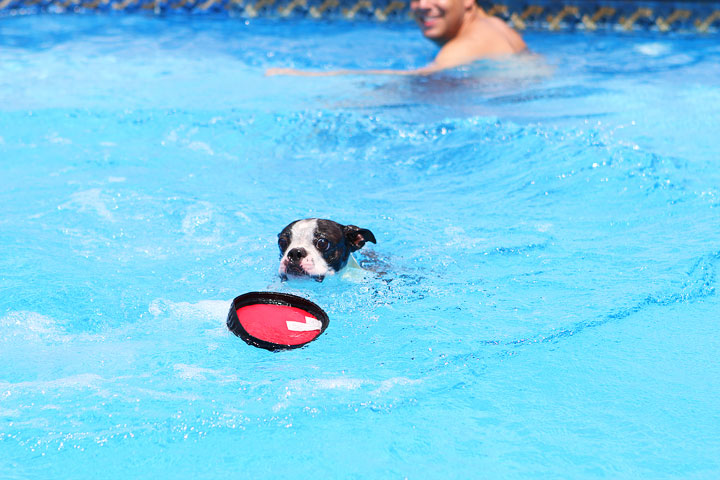 Boston Terrier Catching Frisbee off the Diving Board -- Photo 20