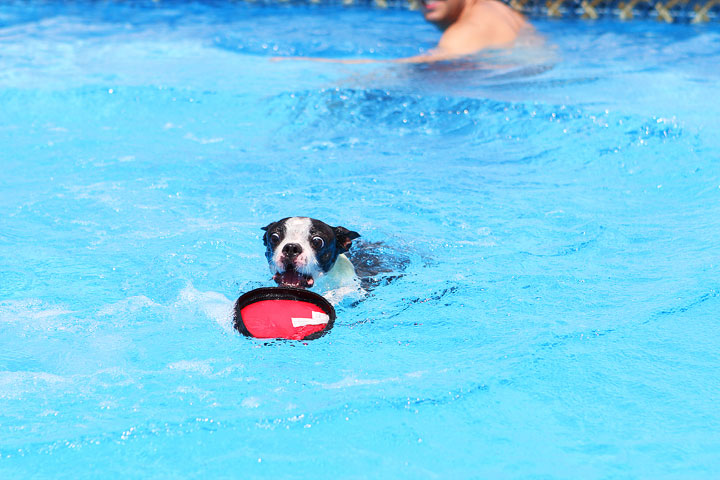 Boston Terrier Catching Frisbee off the Diving Board -- Photo 21