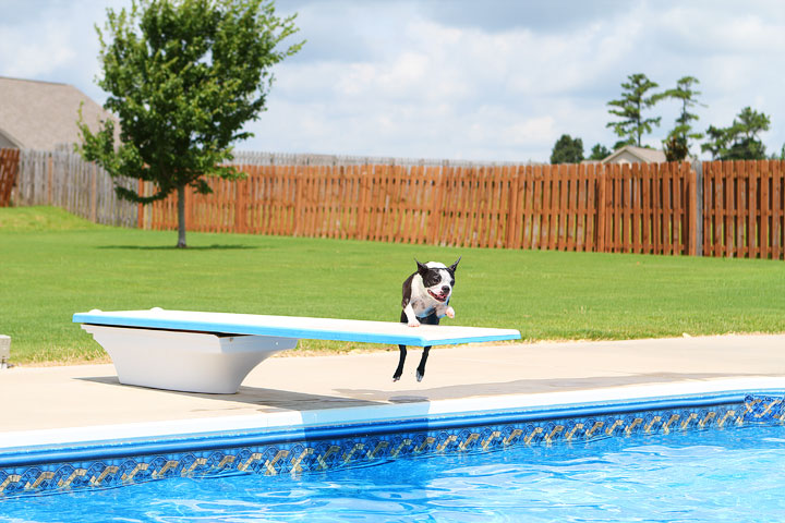 Boston Terrier Catching Frisbee off the Diving Board -- Photo 24