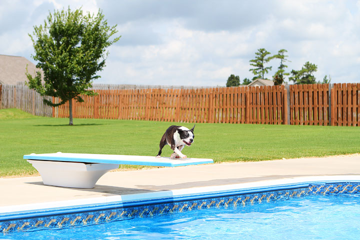 Boston Terrier Catching Frisbee off the Diving Board -- Photo 25