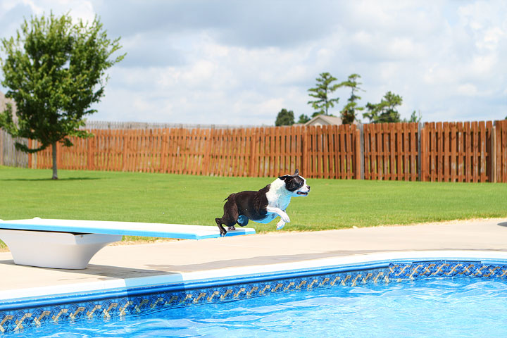 Boston Terrier Catching Frisbee off the Diving Board -- Photo 26