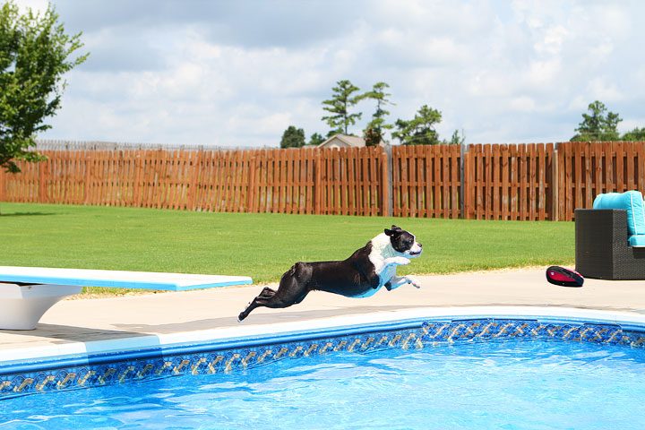 Image of Miley Fetching From the Diving Board