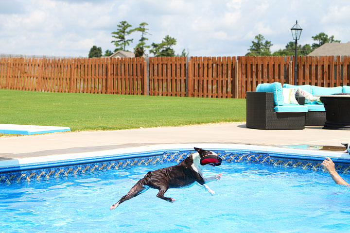 Boston Terrier Catching Frisbee off the Diving Board -- Photo 28