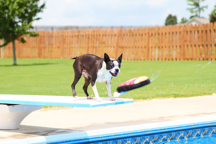 Boston Terrier Catching Frisbee off the Diving Board -- Photo 32