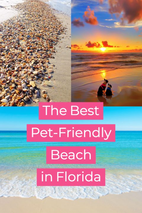 The Best Pet-Friendly Dog Beach in Florida! Cape San Blas, near Port Saint Joe on the panhandle. Just one hour from Panama City!