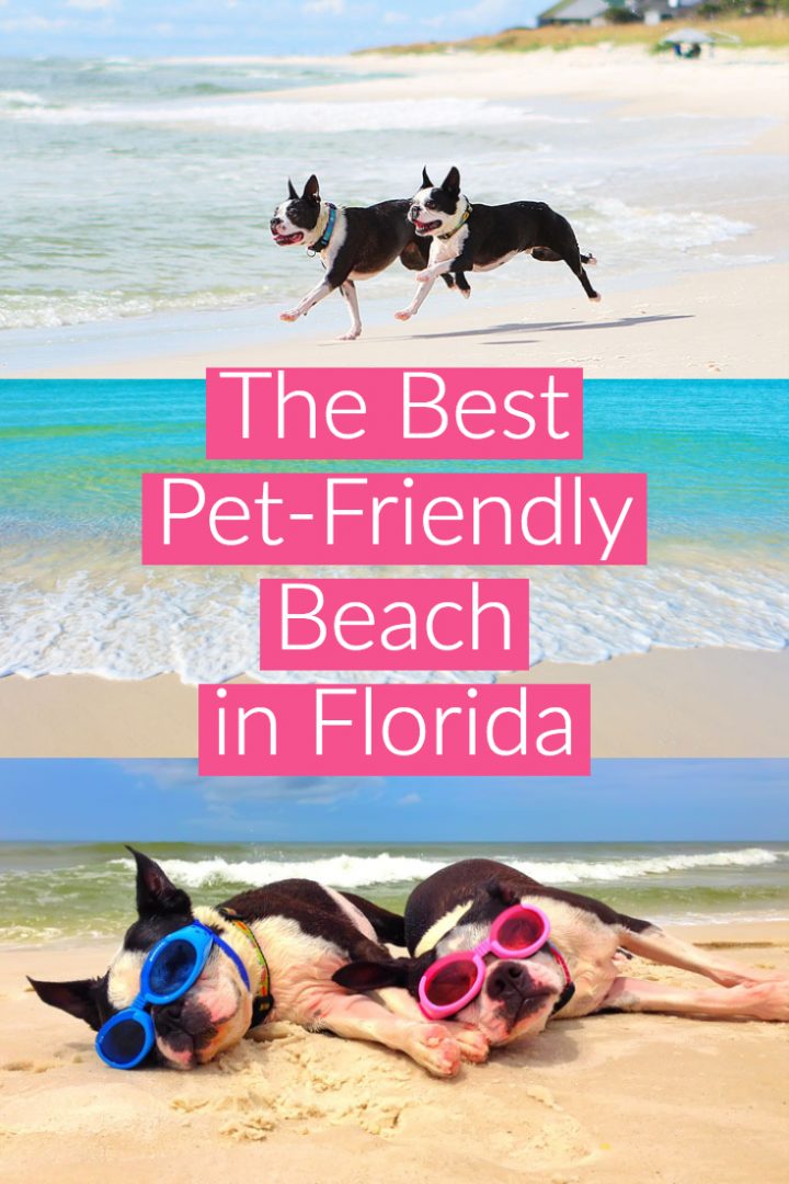 The Best Pet-Friendly Dog Beach in Florida! Cape San Blas, near Port Saint Joe on the panhandle. Just one hour from Panama City!
