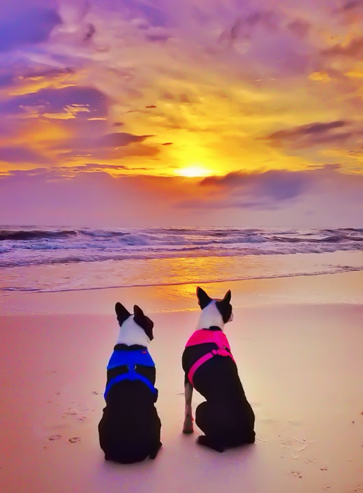 Image of My Dogs By the Beach in Florida