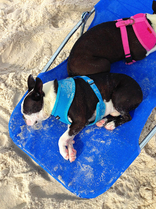 cape-san-blas-florida-pet-friendly-beach-vacation-2013-15