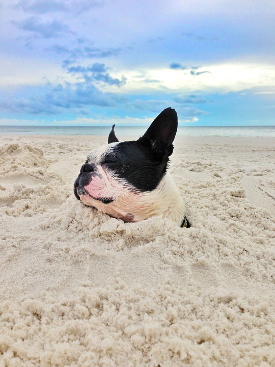 cape-san-blas-florida-pet-friendly-beach-vacation-2013-40