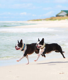 Image of Miley and Howie Taking a Stroll in the Sand