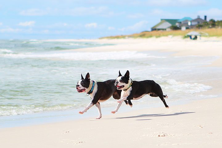 Image of Miley and Howie Taking a Stroll in the Sand