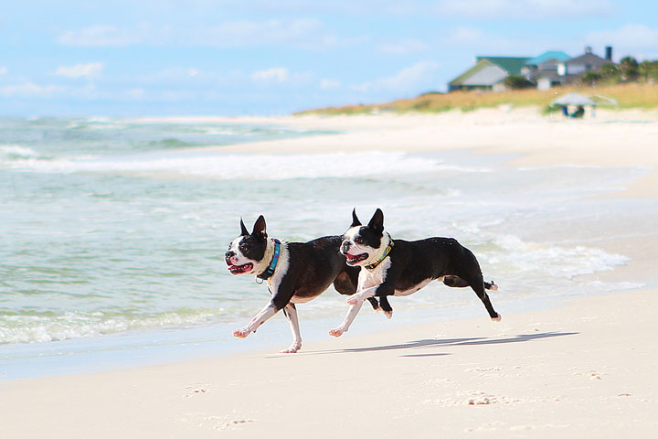 pet-friendly-off-leash-dog-beach-vacation-cape-san-blas-florida-panhandle-1