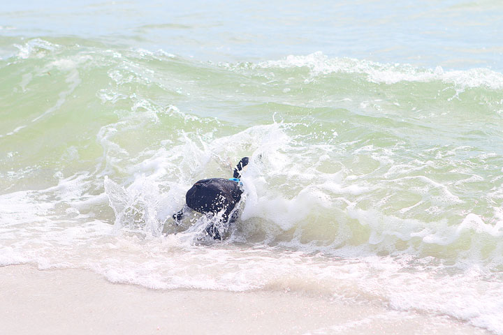 pet-friendly-off-leash-dog-beach-vacation-cape-san-blas-florida-panhandle-10