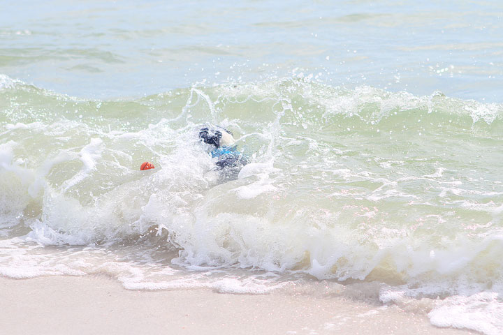 pet-friendly-off-leash-dog-beach-vacation-cape-san-blas-florida-panhandle-12