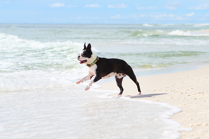 pet-friendly-off-leash-dog-beach-vacation-cape-san-blas-florida-panhandle-13