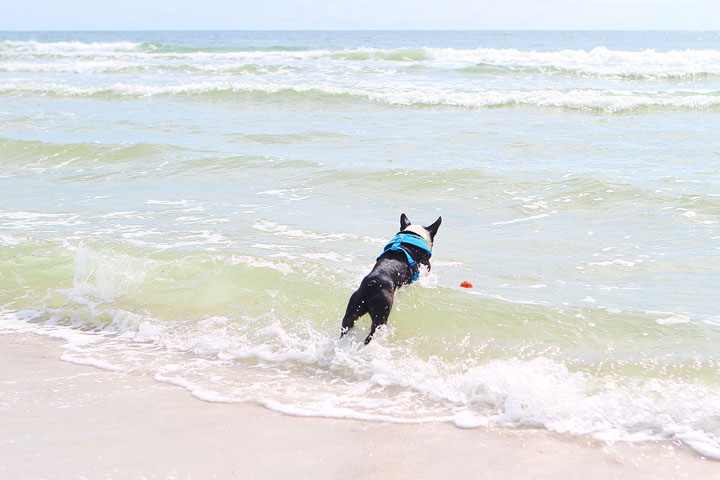 pet-friendly-off-leash-dog-beach-vacation-cape-san-blas-florida-panhandle-14