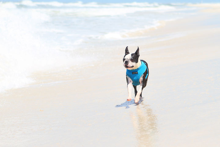 pet-friendly-off-leash-dog-beach-vacation-cape-san-blas-florida-panhandle-17