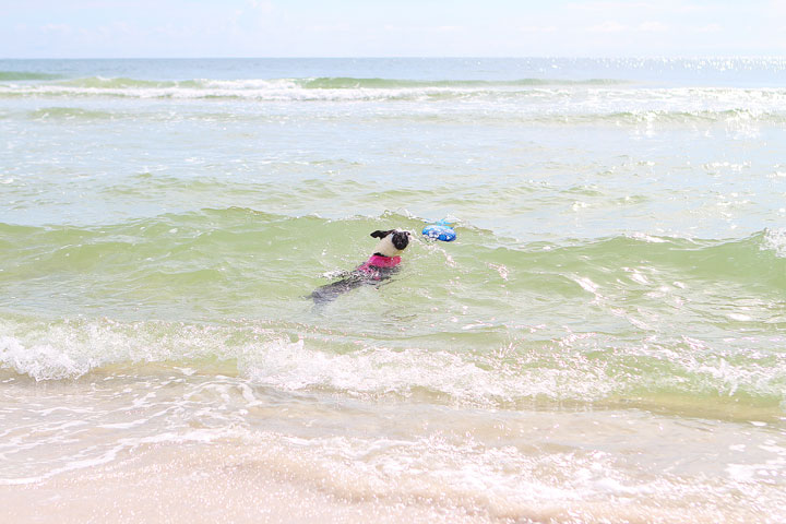 pet-friendly-off-leash-dog-beach-vacation-cape-san-blas-florida-panhandle-18